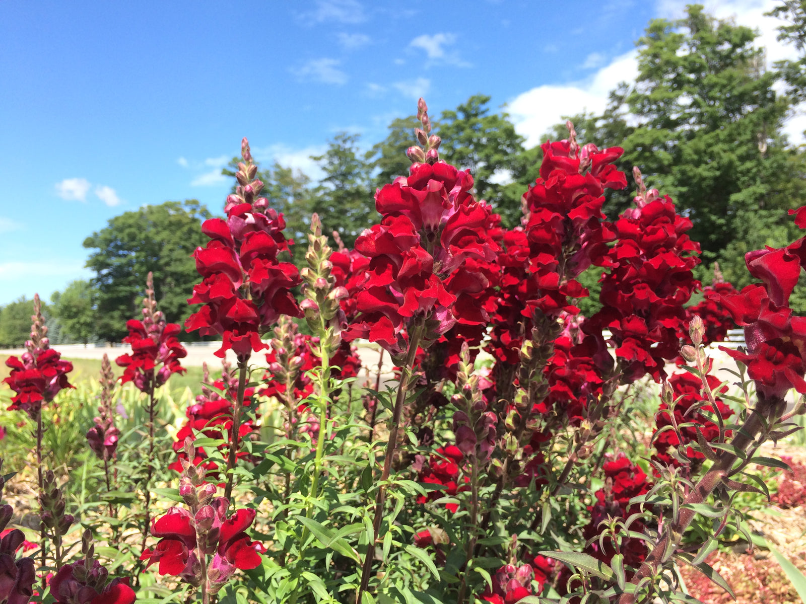 August Newsletter 2015