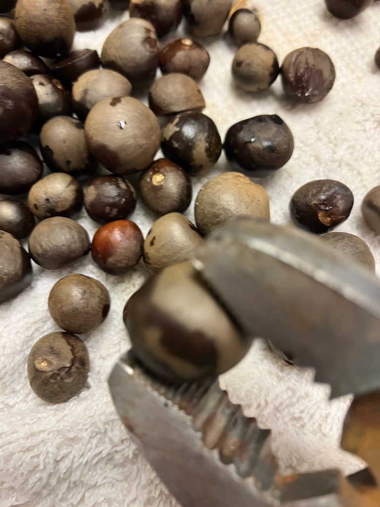 2026 Season 'Taste & Tour' Tea Farm Masterclass Workshops (June-Sept)