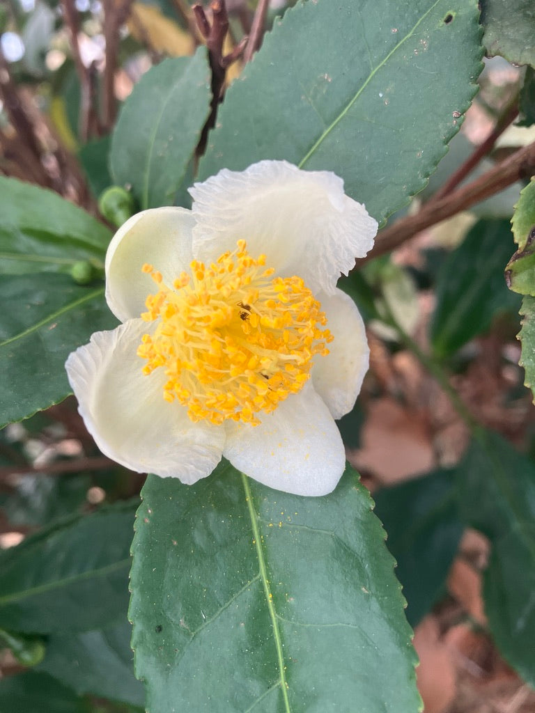 2026 Season 'Taste & Tour' Tea Farm Masterclass Workshops (June-Sept)