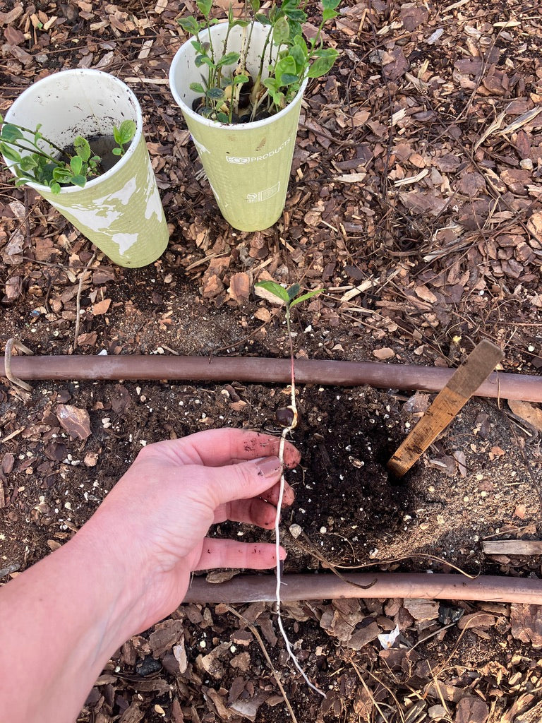 2026 Season 'Taste & Tour' Tea Farm Masterclass Workshops (June-Sept)