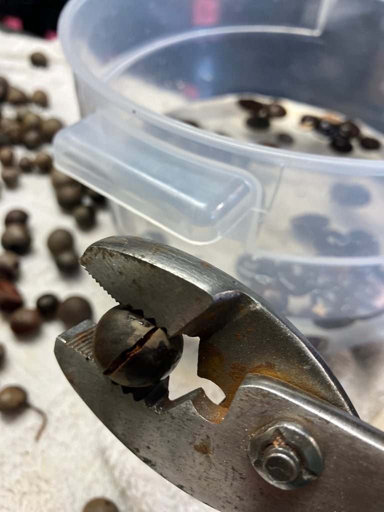 2026 Season 'Taste & Tour' Tea Farm Masterclass Workshops (June-Sept)