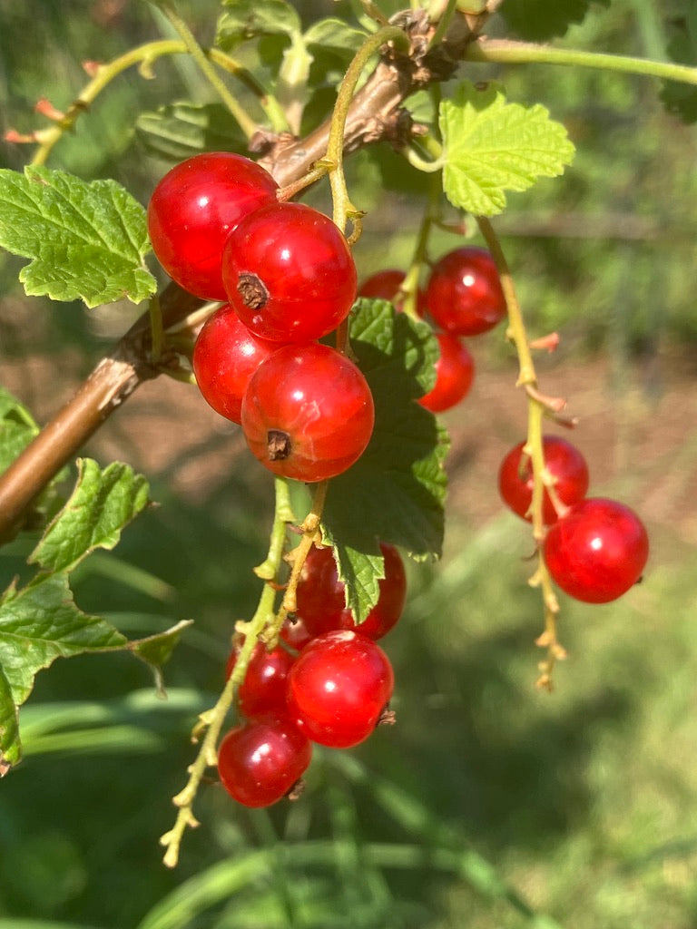 2026 Season 'Taste & Tour' Tea Farm Masterclass Workshops (June-Sept)