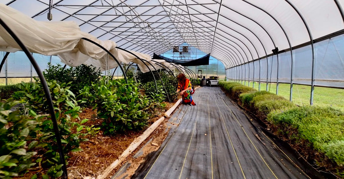2026 Season 'Taste & Tour' Tea Farm Masterclass Workshops (June-Sept)
