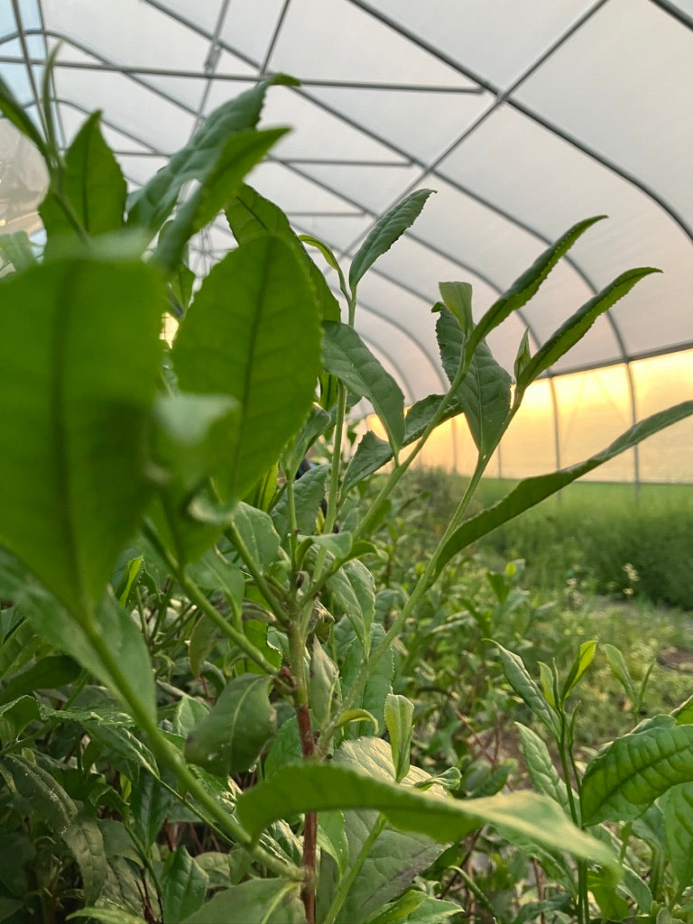 2026 Season 'Taste & Tour' Tea Farm Masterclass Workshops (June-Sept)
