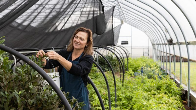 2026 Season 'Taste & Tour' Tea Farm Masterclass Workshops (June-Sept)