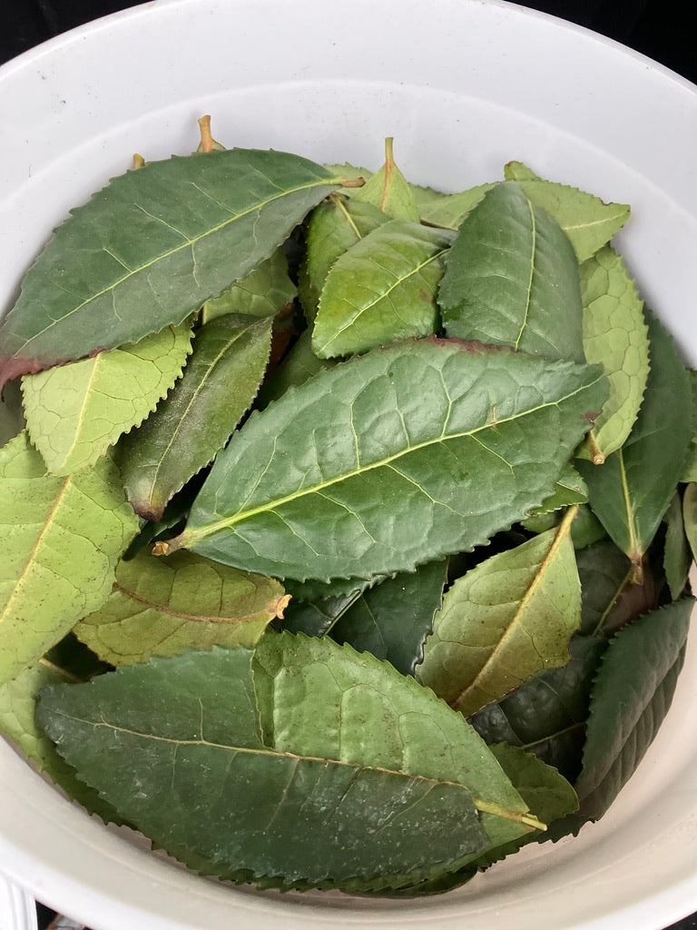 2026 Season 'Taste & Tour' Tea Farm Masterclass Workshops (June-Sept)