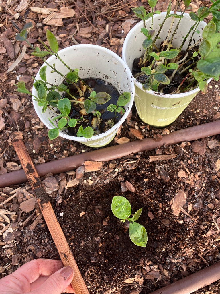 2026 Season 'Taste & Tour' Tea Farm Masterclass Workshops (June-Sept)
