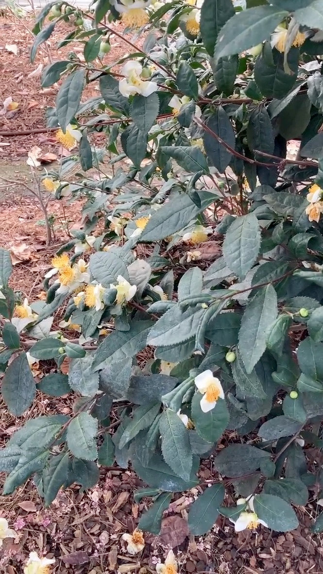 Tea Twig and Flowers (Twig Tea, Lightly Caffeinated)