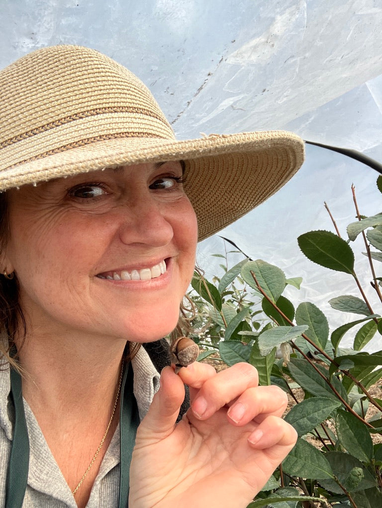 2026 Season 'Taste & Tour' Tea Farm Masterclass Workshops (June-Sept)
