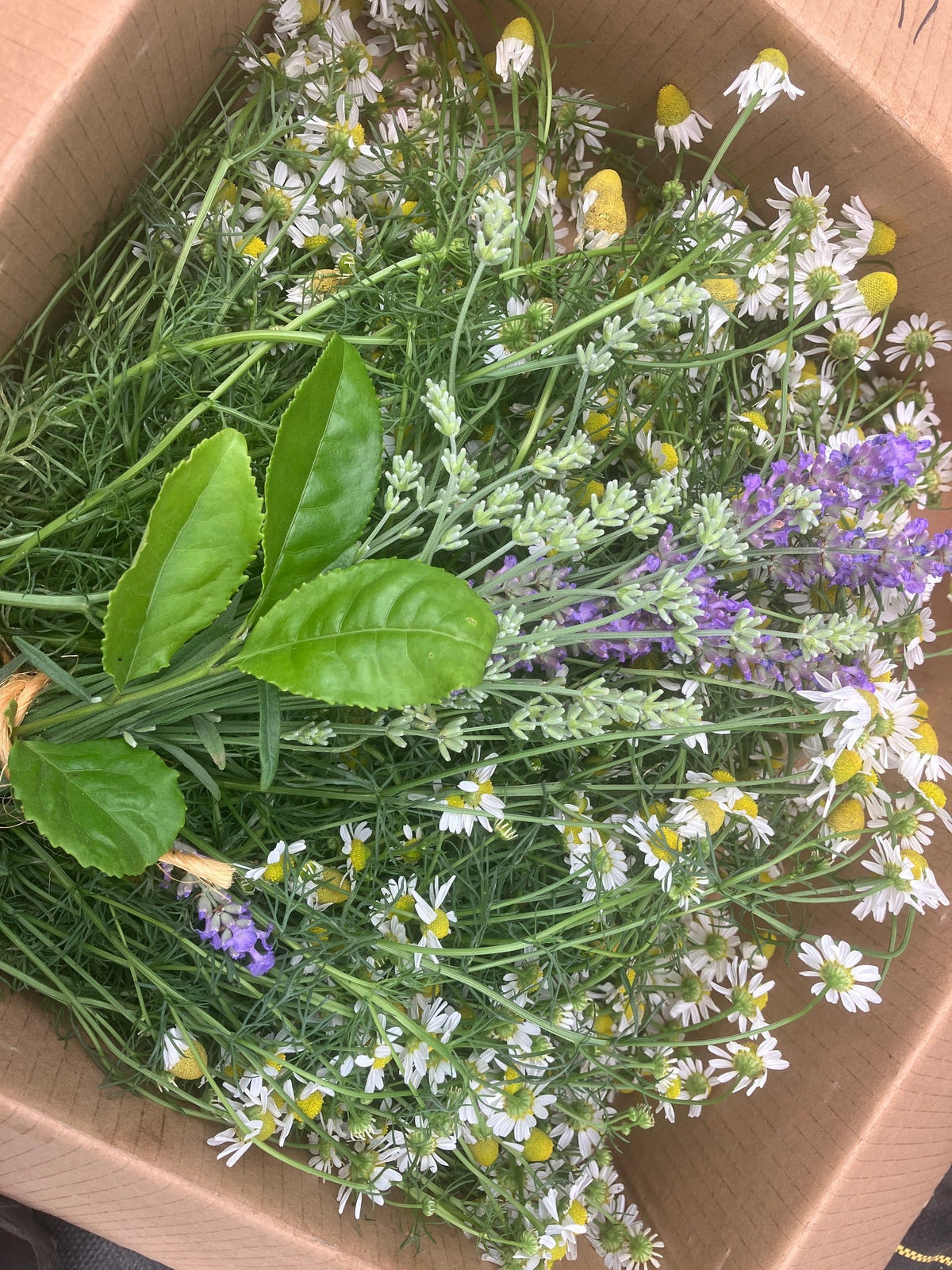 Lavender - Finest Culinary Grade (100% Grown Here)