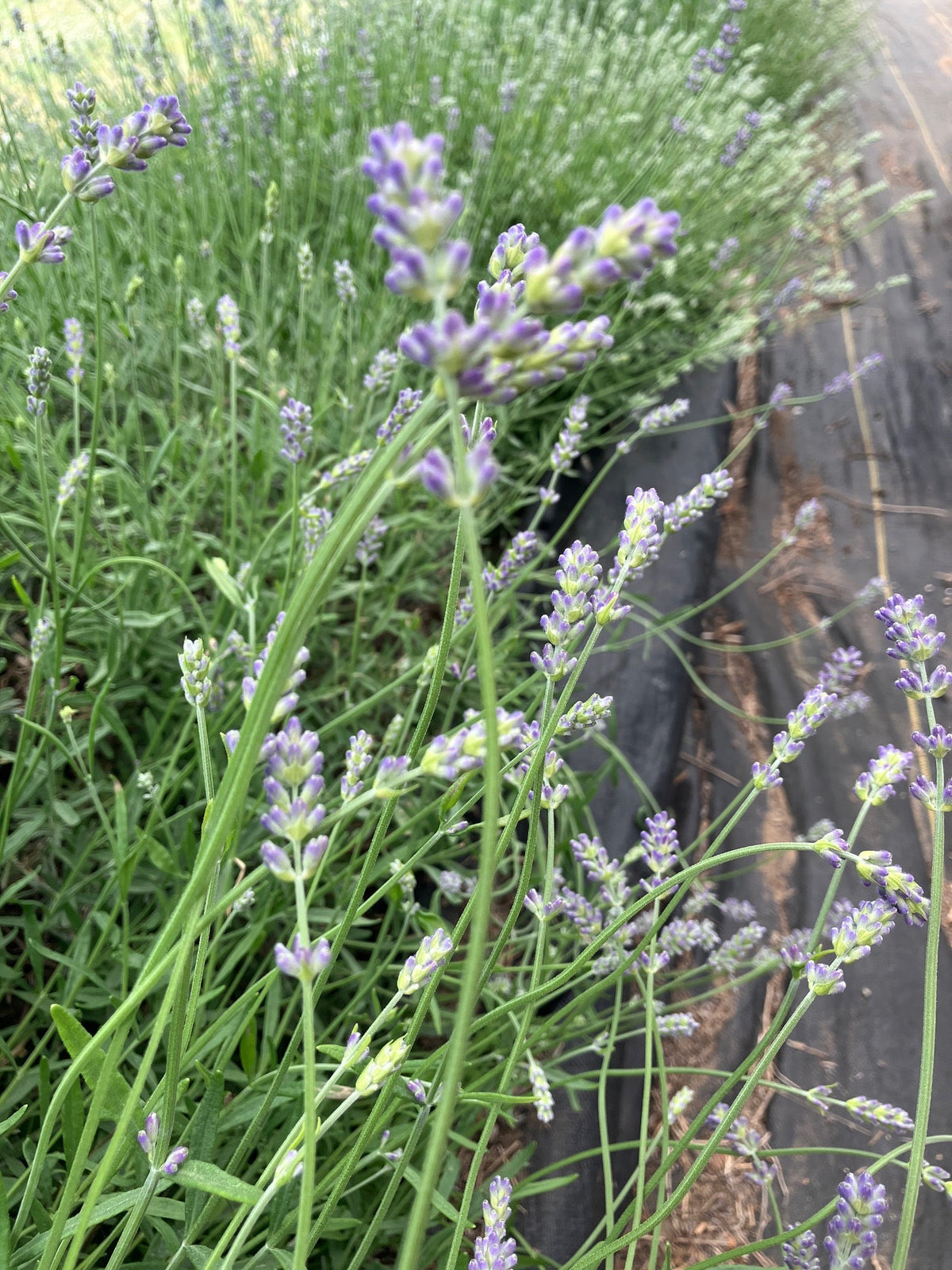 Lavender - Finest Culinary Grade (100% Grown Here)