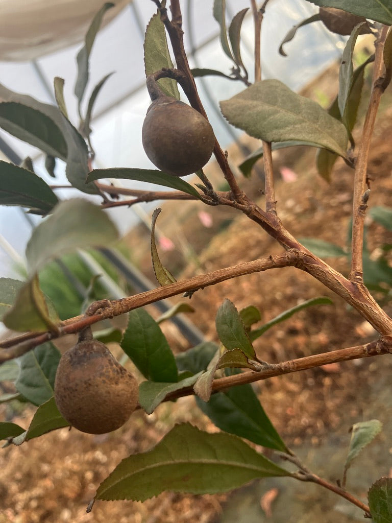 2026 Season 'Taste & Tour' Tea Farm Masterclass Workshops (June-Sept)