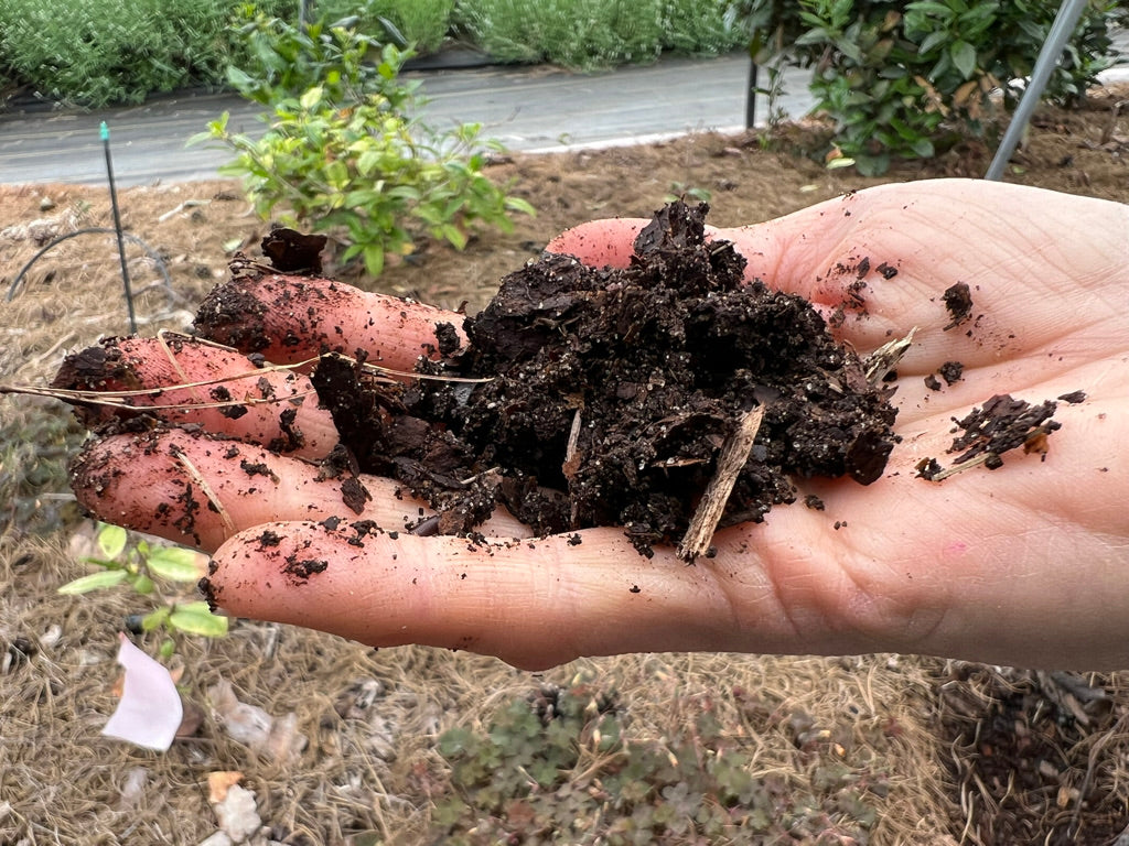 2026 Season 'Taste & Tour' Tea Farm Masterclass Workshops (June-Sept)