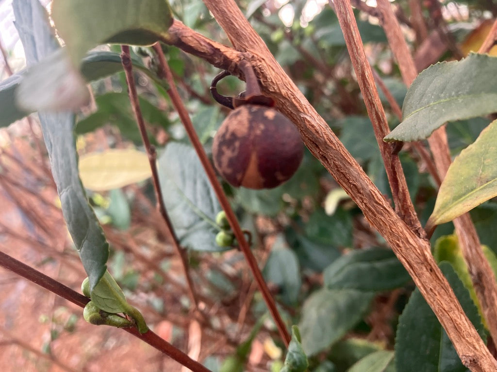 2026 Season 'Taste & Tour' Tea Farm Masterclass Workshops (June-Sept)