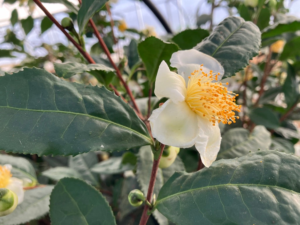 2026 Season 'Taste & Tour' Tea Farm Masterclass Workshops (June-Sept)