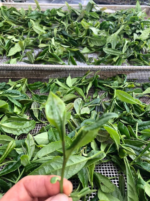 2026 Season 'Taste & Tour' Tea Farm Masterclass Workshops (June-Sept)