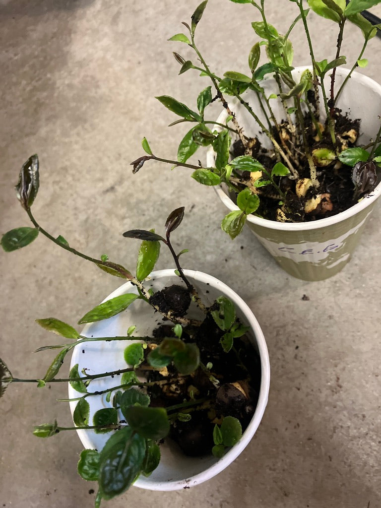 2026 Season 'Taste & Tour' Tea Farm Masterclass Workshops (June-Sept)