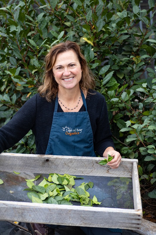2026 Season 'Taste & Tour' Tea Farm Masterclass Workshops (June-Sept)