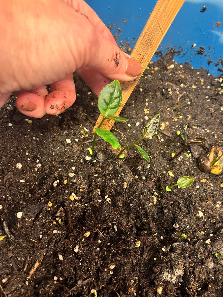 2026 Season 'Taste & Tour' Tea Farm Masterclass Workshops (June-Sept)