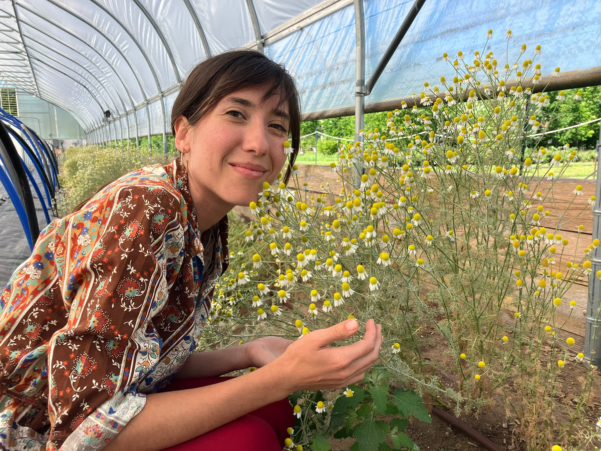 2026 Season 'Taste & Tour' Tea Farm Masterclass Workshops (June-Sept)