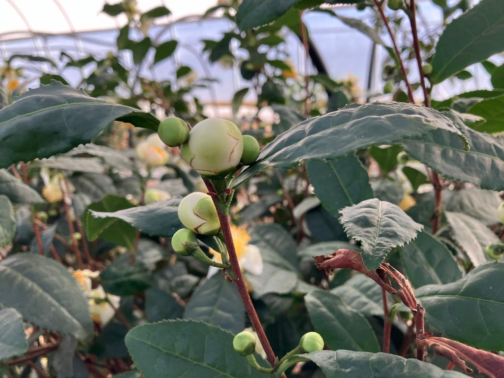 2026 Season 'Taste & Tour' Tea Farm Masterclass Workshops (June-Sept)