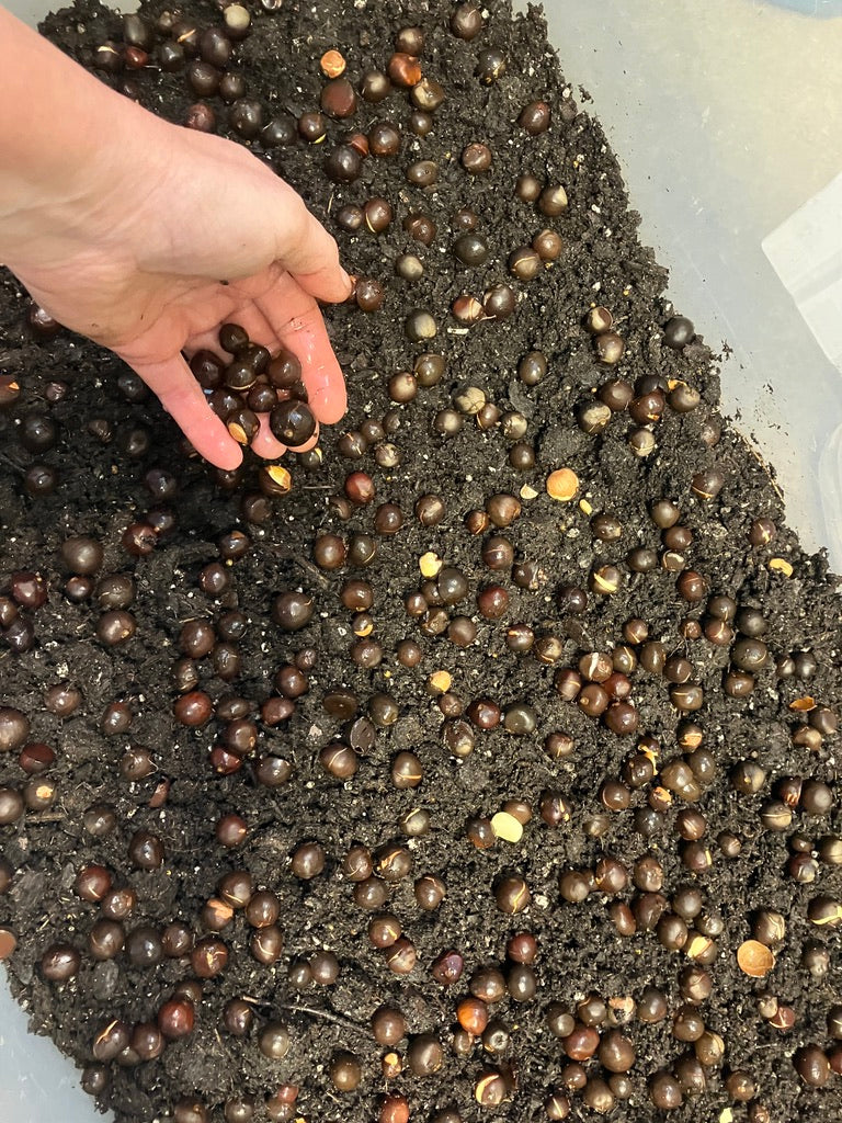 2026 Season 'Taste & Tour' Tea Farm Masterclass Workshops (June-Sept)