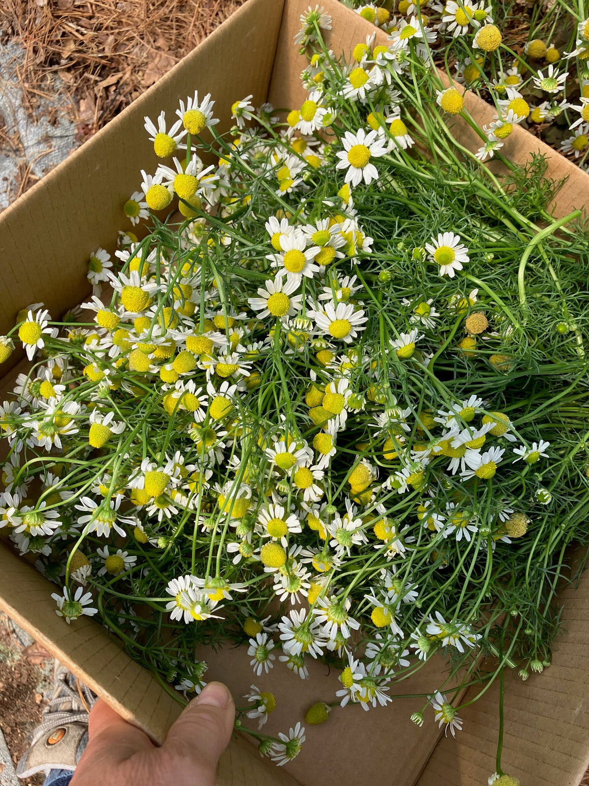 Chamomile (Herbal, No Caffeine)
