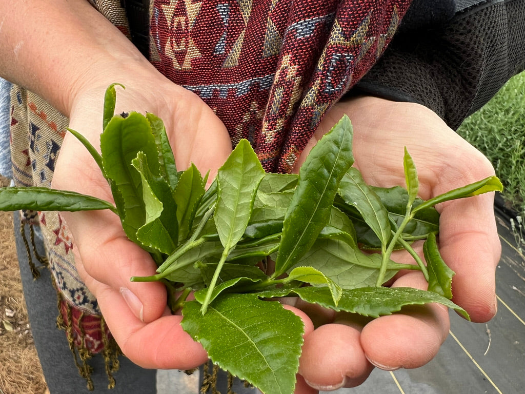 2026 Season 'Taste & Tour' Tea Farm Masterclass Workshops (June-Sept)