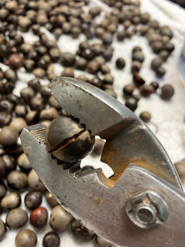 2026 Season 'Taste & Tour' Tea Farm Masterclass Workshops (June-Sept)