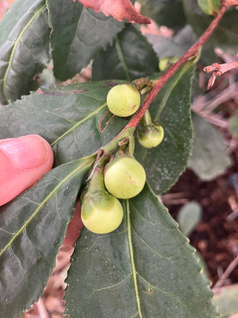 2026 Season 'Taste & Tour' Tea Farm Masterclass Workshops (June-Sept)