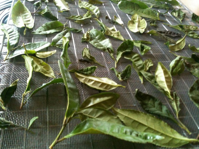 2026 Season 'Taste & Tour' Tea Farm Masterclass Workshops (June-Sept)