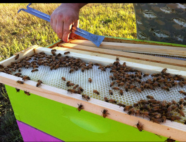 2026 Season 'Taste & Tour' Tea Farm Masterclass Workshops (June-Sept)