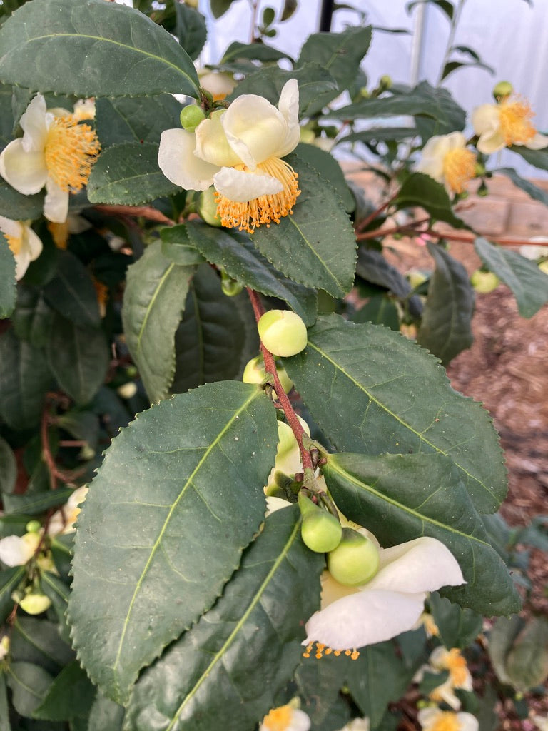 Tea Twig and Flowers (Twig Tea, Lightly Caffeinated)