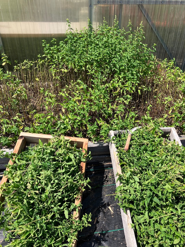 2026 Season 'Taste & Tour' Tea Farm Masterclass Workshops (June-Sept)
