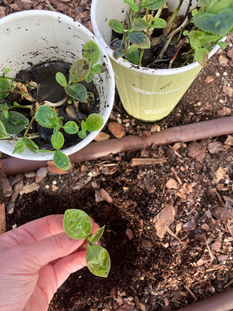 2026 Season 'Taste & Tour' Tea Farm Masterclass Workshops (June-Sept)