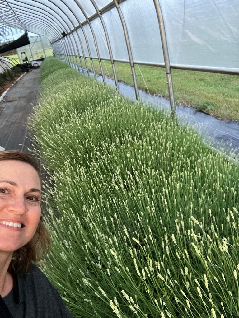 2026 Season 'Taste & Tour' Tea Farm Masterclass Workshops (June-Sept)