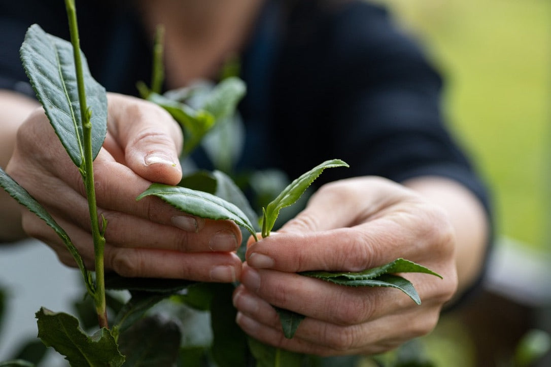 2026 Season 'Taste & Tour' Tea Farm Masterclass Workshops (June-Sept)