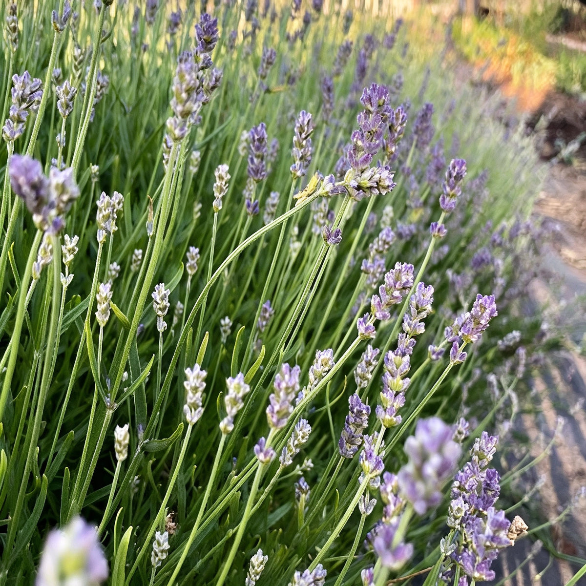 Lavender - Finest Culinary Grade (100% Grown Here)
