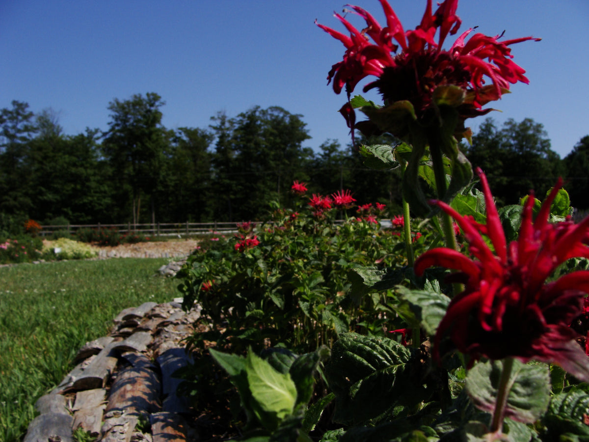 2026 Season 'Taste & Tour' Tea Farm Masterclass Workshops (June-Sept)