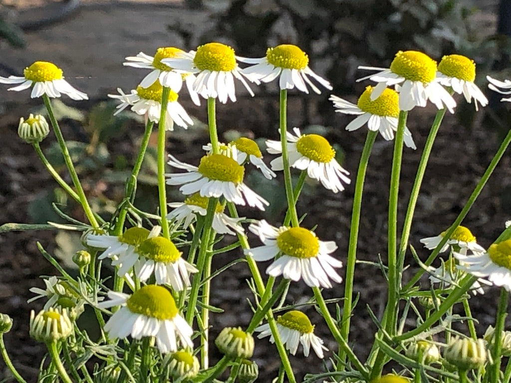 Chamomile (Herbal, No Caffeine)