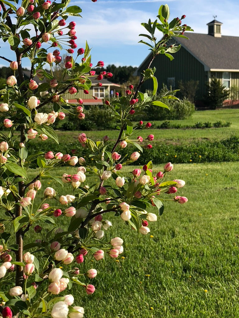 Venue Rental: Yurt, Gazebo, Meditation Garden, Courtyard for Private  Events