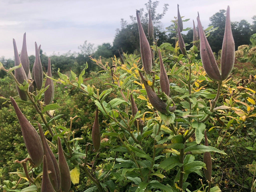 2026 Season 'Taste & Tour' Tea Farm Masterclass Workshops (June-Sept)