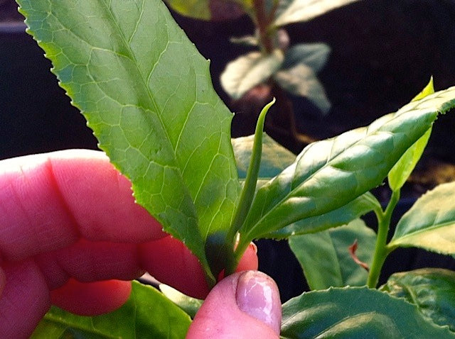 2026 Season 'Taste & Tour' Tea Farm Masterclass Workshops (June-Sept)