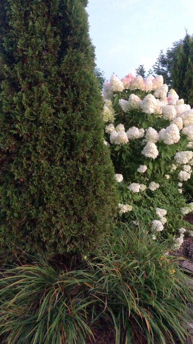 Venue Rental: Yurt, Gazebo, Meditation Garden, Courtyard for Private  Events