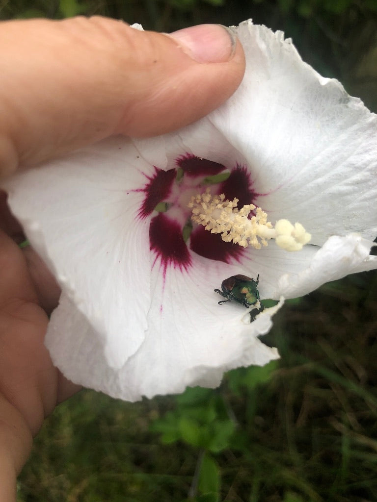 2026 Season 'Taste & Tour' Tea Farm Masterclass Workshops (June-Sept)