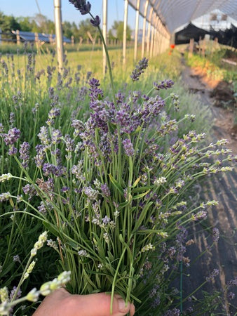 Lavender - Finest Culinary Grade (100% Grown Here)