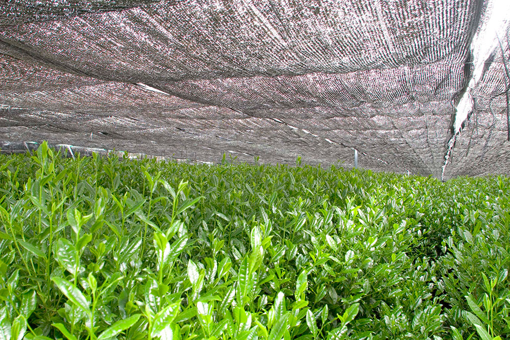 2026 Season PRIVATE FARM TOUR BY APPOINTMENT (May-September)