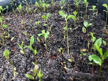 2026 Season PRIVATE FARM TOUR BY APPOINTMENT (May-September)