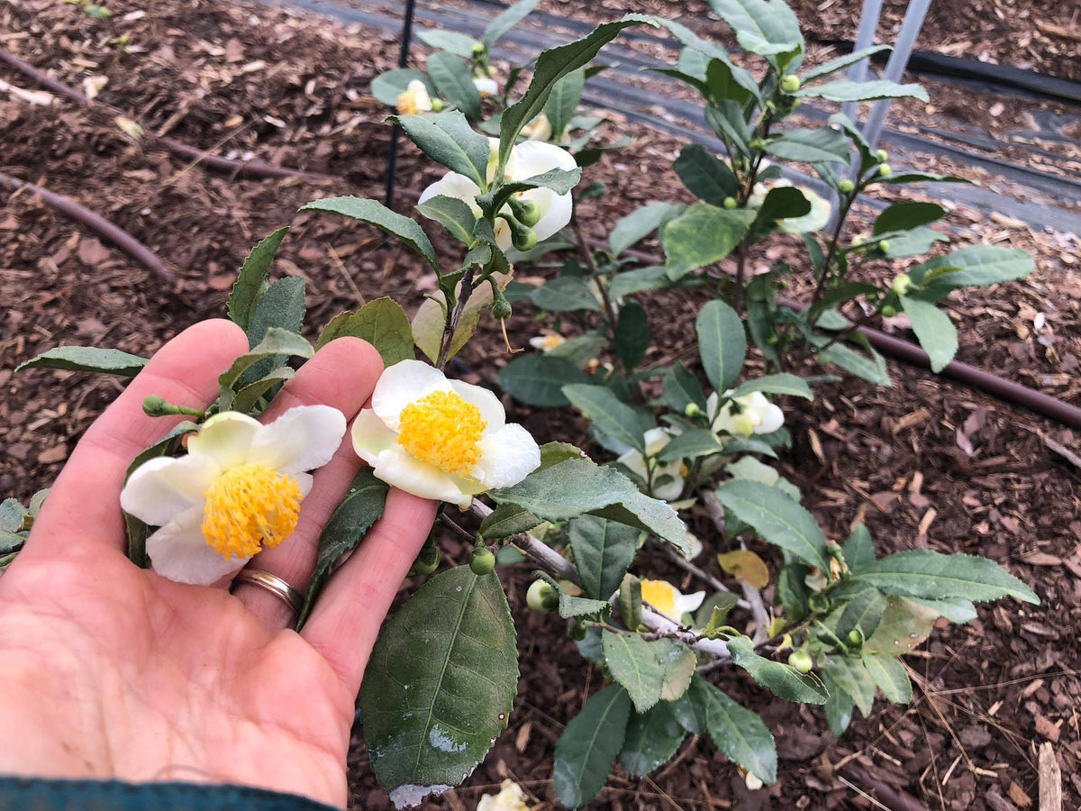 2026 Season PRIVATE FARM TOUR BY APPOINTMENT (May-September)