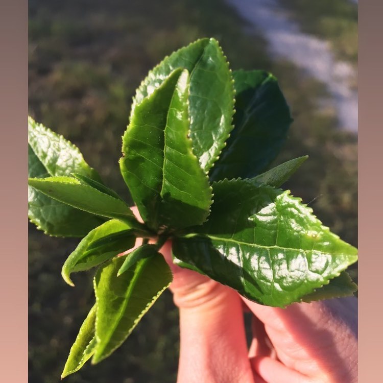 2026 Season PRIVATE FARM TOUR BY APPOINTMENT (May-September)